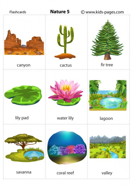 Nature 5 flashcard